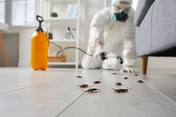 Post-Treatment Bed Bug Interceptor Monitoring in Pine Lakes